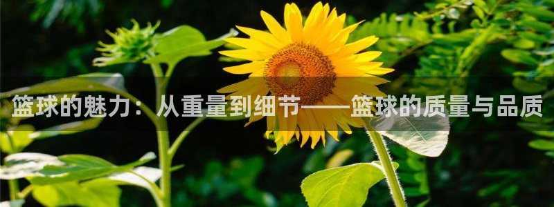 篮球的魅力：从重量到细节——篮球的质量与品质